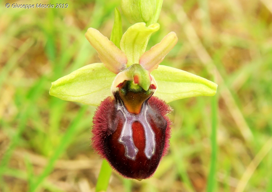 Ophrys brutia - Brindisi, Puglia