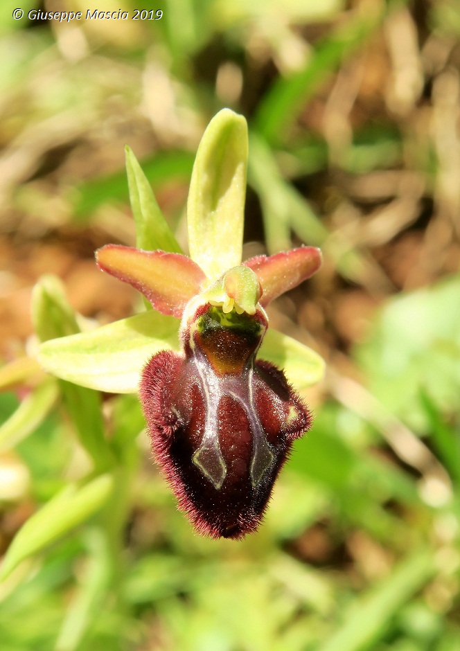 Ophrys brutia - Brindisi, Puglia