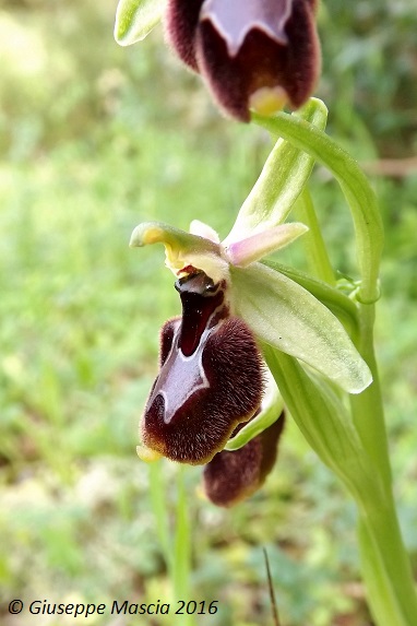 Ophrys x gumprechtii (Ophrys bertolonii x Ophrys parvimaculata)