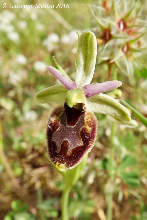 Ophrys x gumprechtii (Ophrys bertolonii x Ophrys parvimaculata)