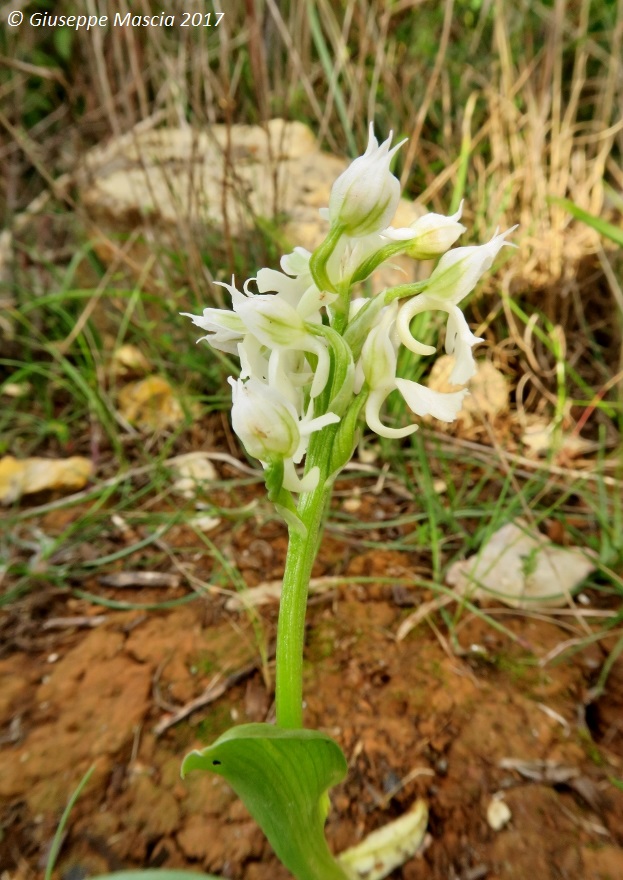 Neotinea lactea apocromatica