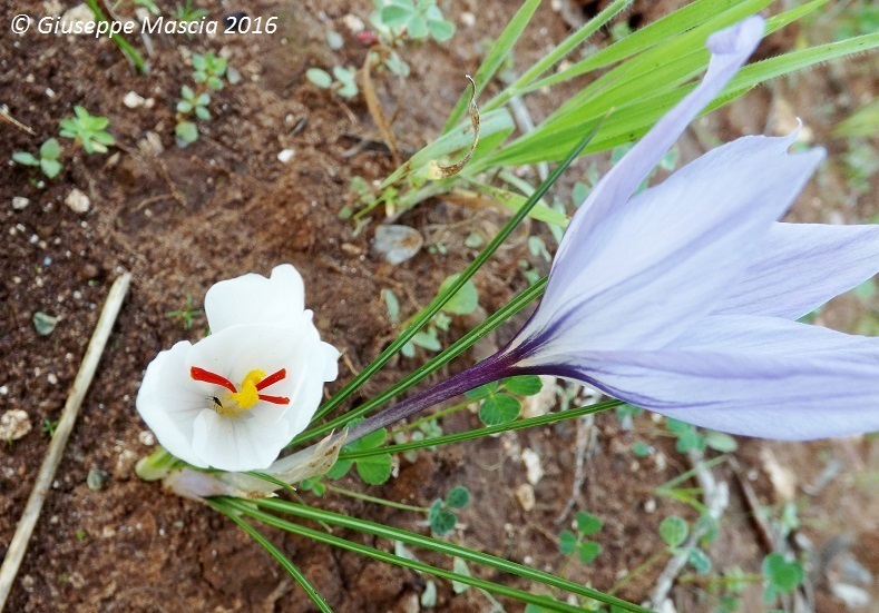 Crocus thomasii - albino -