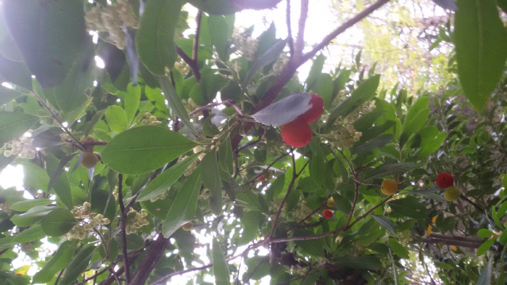 Arbutus unedo (Ericaceae)