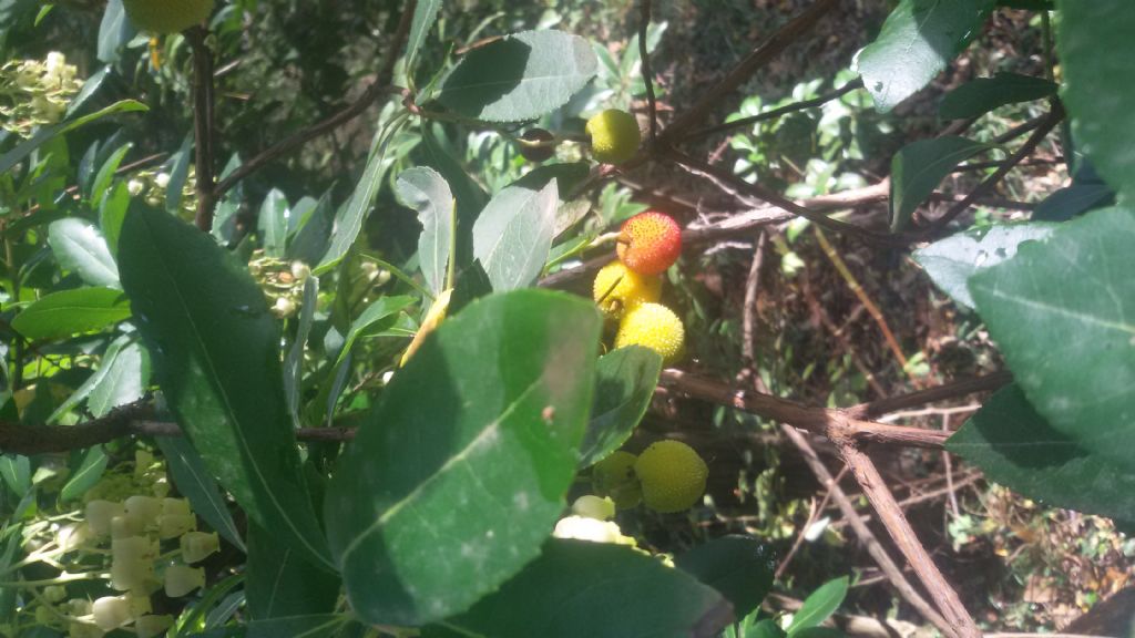 Arbutus unedo (Ericaceae)