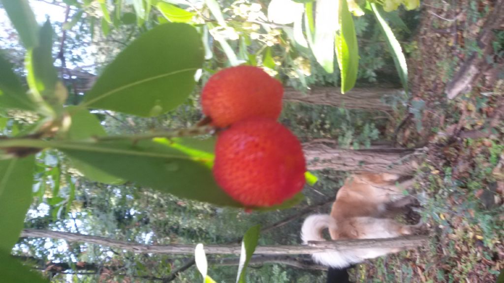 Arbutus unedo (Ericaceae)