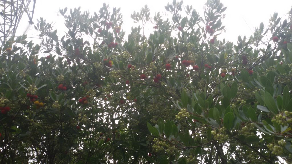 Arbutus unedo (Ericaceae)