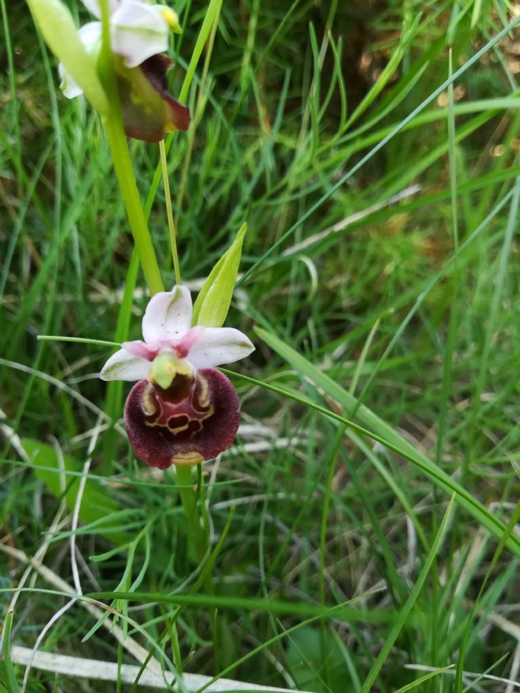 Ophrys da determinare