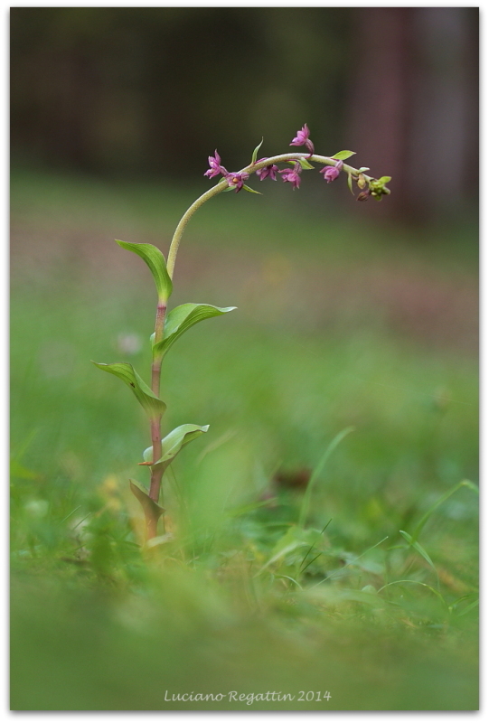 Epipactis atrorubens 21.10.14