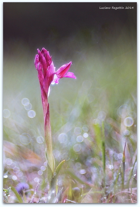 Anacamptis papilionacea e altro