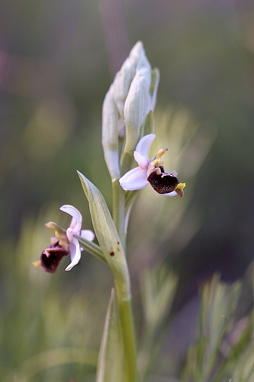 Ophrys tetraloniae / Ofride Tetralonia