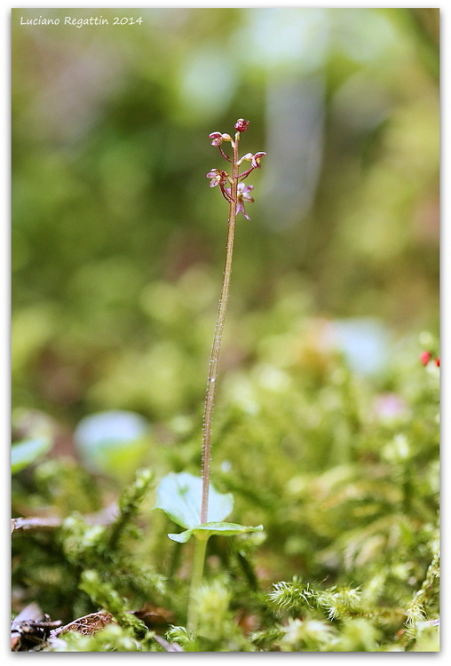 Piccole orchidee dalla Val Pesarina (Friuli)