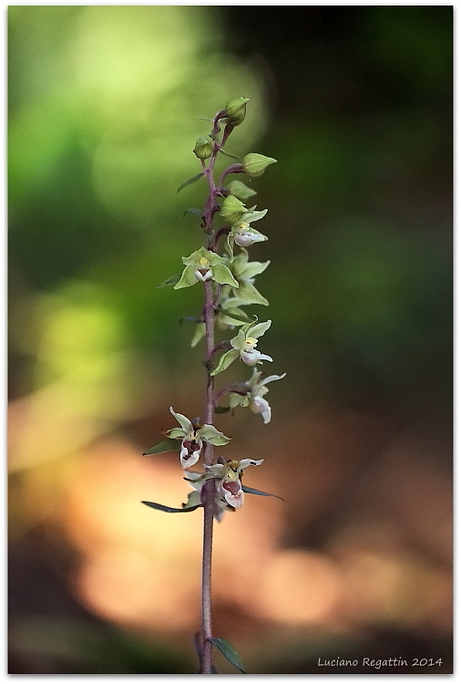 Epipactis purpurata