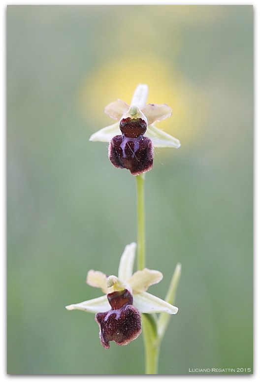 Ibrido Orchis pallens x mascula speciosa e varie