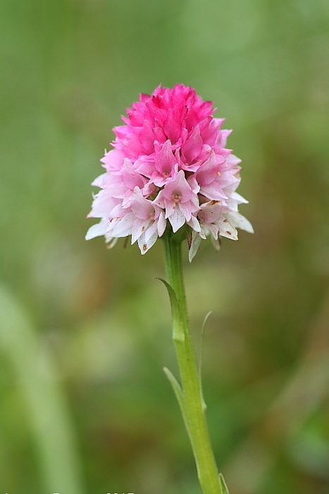 Nigritella lithopolitanica e altro