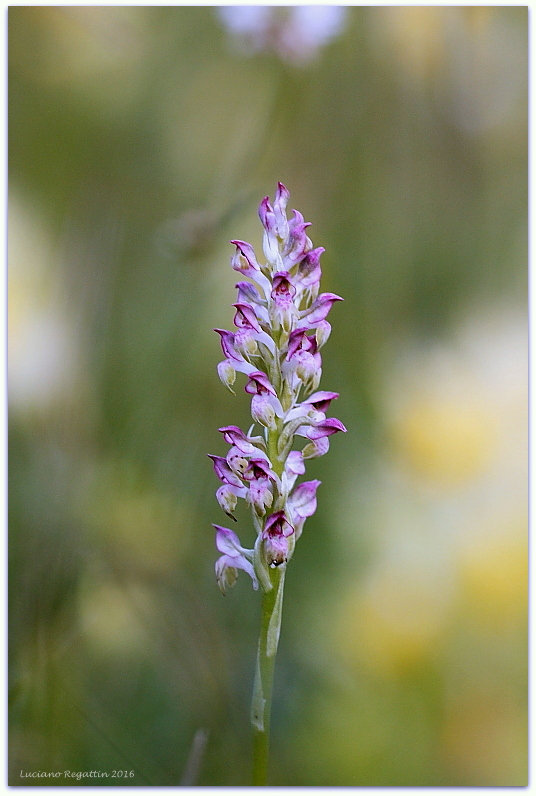 Anacamptis coriophora e ibrido con pyramidalis