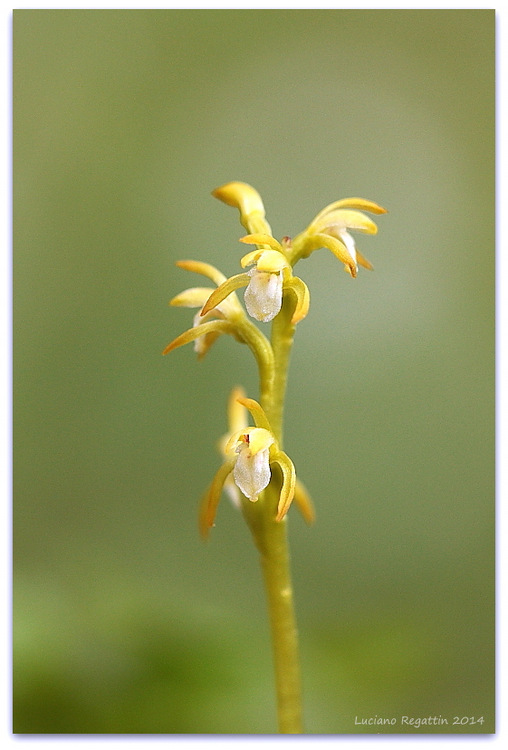 Piccole orchidee dalla Val Pesarina (Friuli)