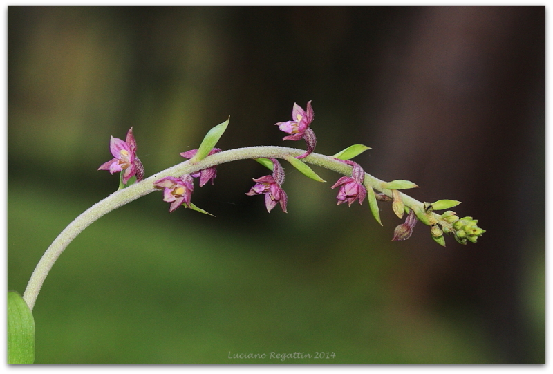 Epipactis atrorubens 21.10.14