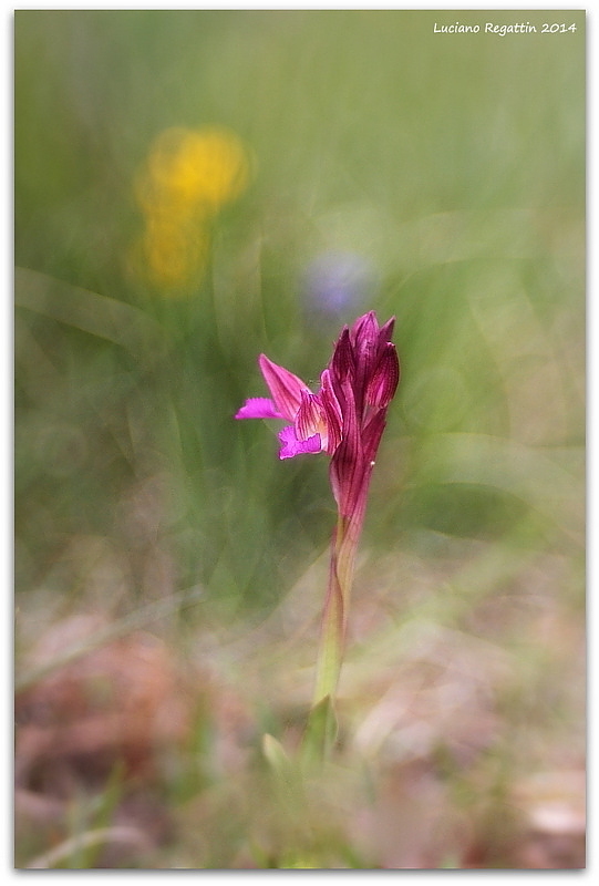 Anacamptis papilionacea e altro