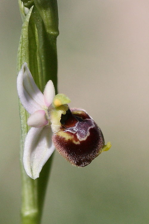 Ophrys tetraloniae / Ofride Tetralonia