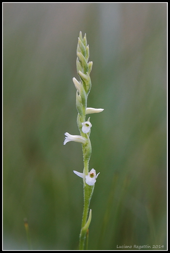 Spiranthes aestivalis / Viticcini estivi