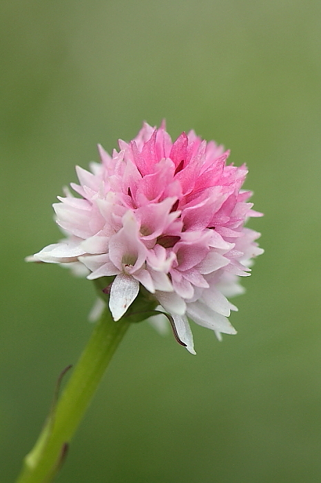 Nigritella lithopolitanica e altro