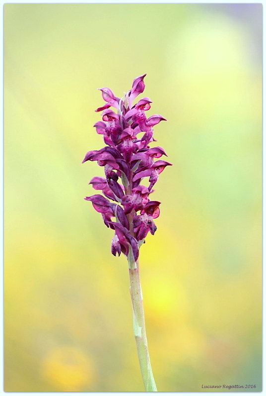 Anacamptis coriophora e ibrido con pyramidalis