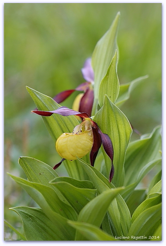 Orchidee mari e monti