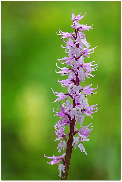 Orchis pallens