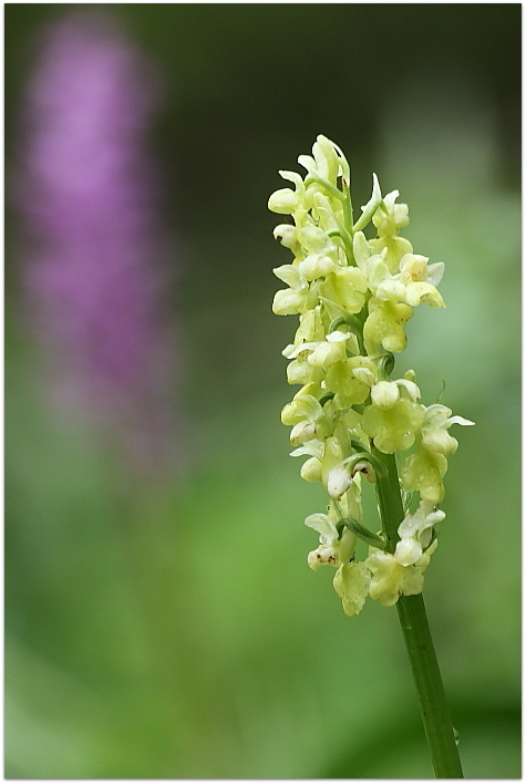 Orchis pallens