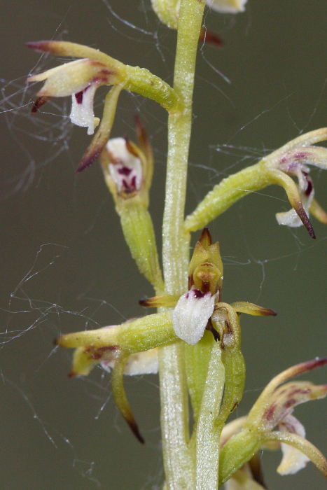 Corallorhiza trifida - Apifera tilaventina e Serapias vomeracea