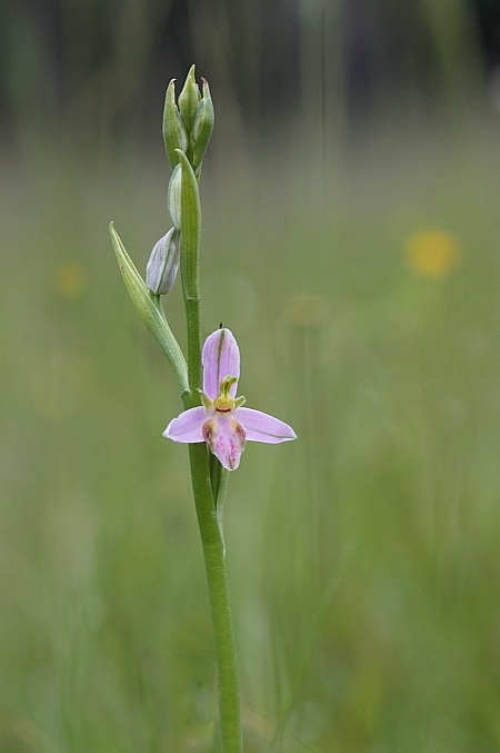 Corallorhiza trifida - Apifera tilaventina e Serapias vomeracea