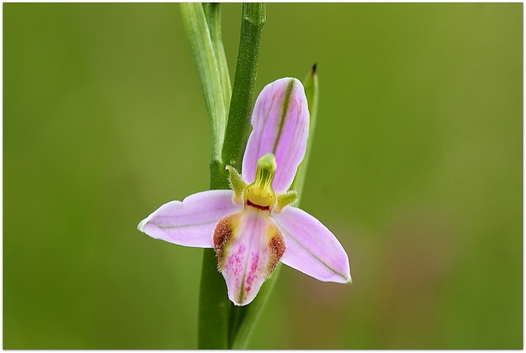 Corallorhiza trifida - Apifera tilaventina e Serapias vomeracea