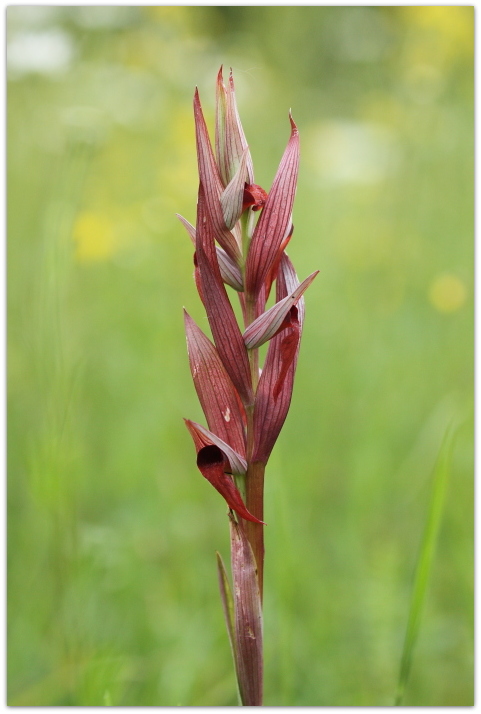 Corallorhiza trifida - Apifera tilaventina e Serapias vomeracea