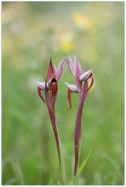 Corallorhiza trifida - Apifera tilaventina e Serapias vomeracea