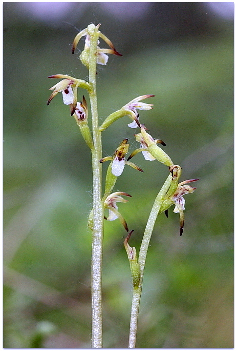 Corallorhiza trifida - Apifera tilaventina e Serapias vomeracea