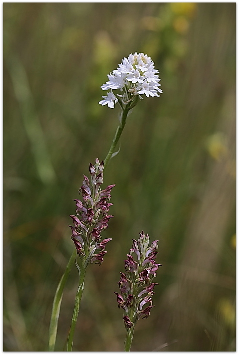 Anacamptis pyramidalis albina