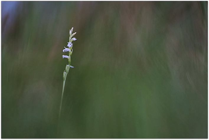 Spiranthes aestivalis