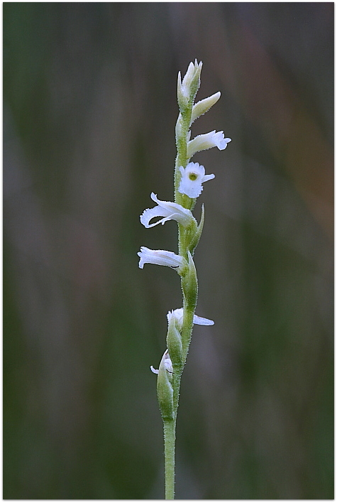 Spiranthes aestivalis