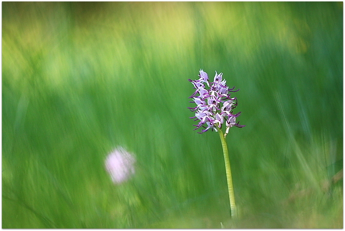 Orchis simia