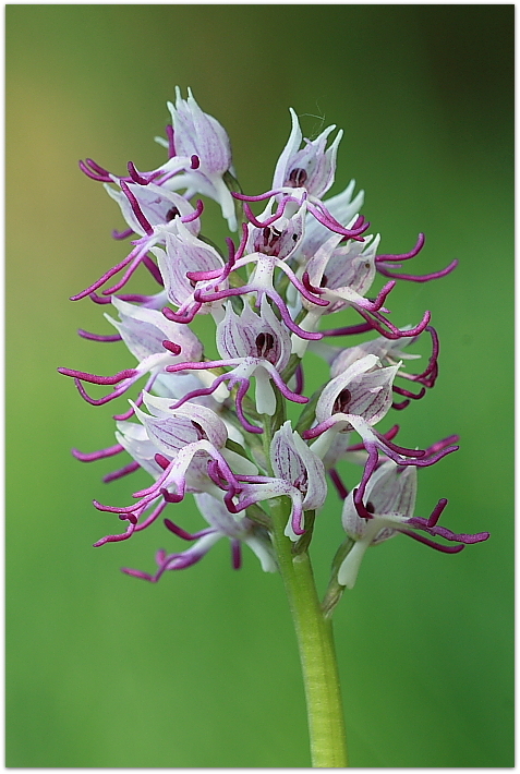 Orchis simia