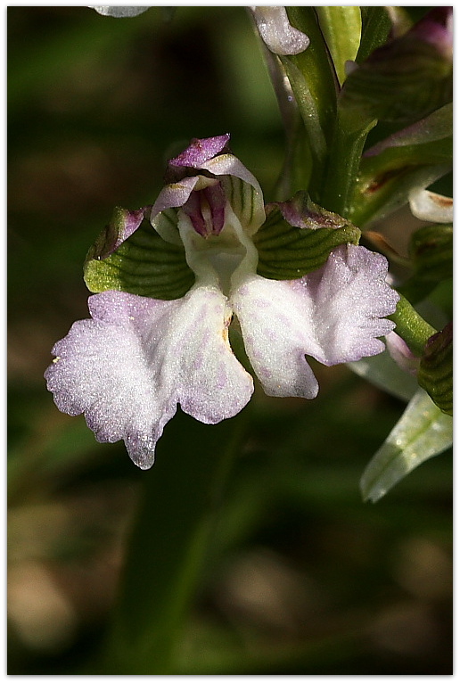 Neotinea ustulata