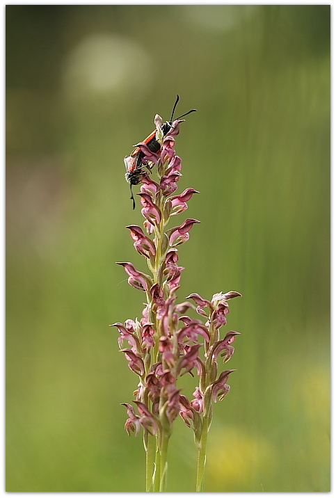 Dalle coriophora alle pyramidalis