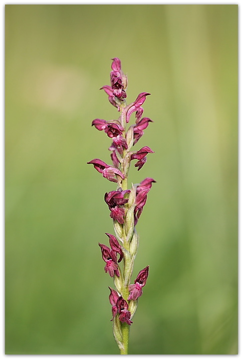 Dalle coriophora alle pyramidalis