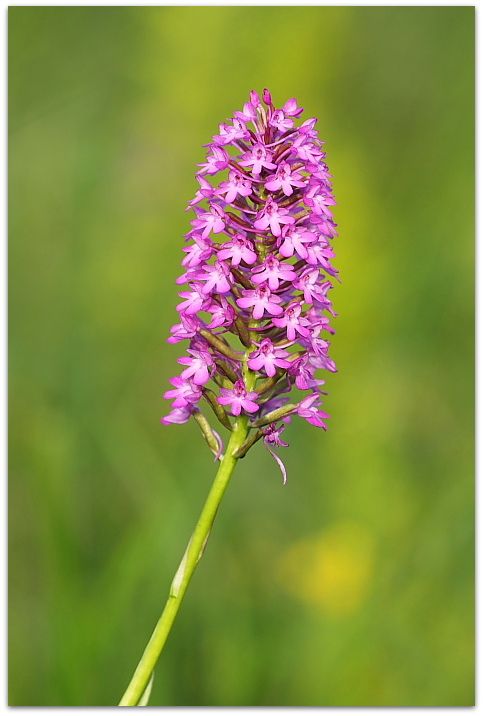 Dalle coriophora alle pyramidalis