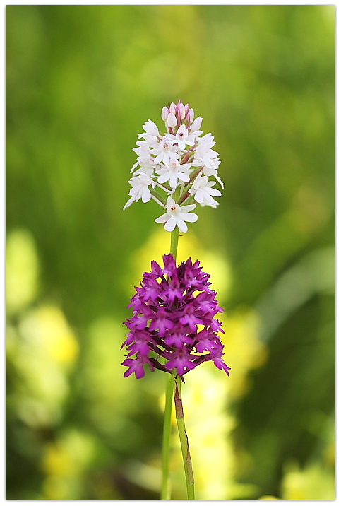 Dalle coriophora alle pyramidalis