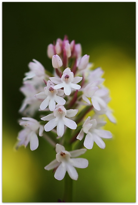 Dalle coriophora alle pyramidalis