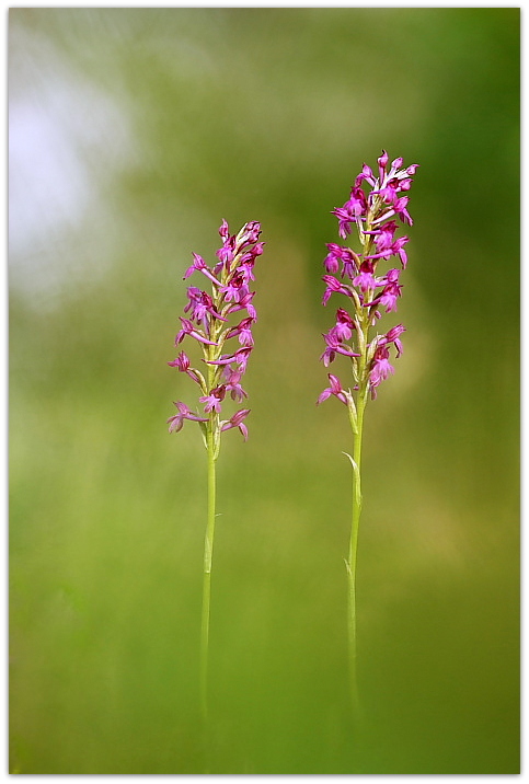 Dalle coriophora alle pyramidalis