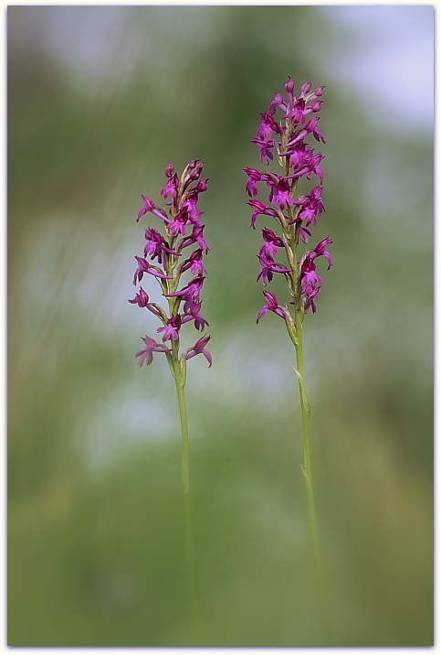 Dalle coriophora alle pyramidalis