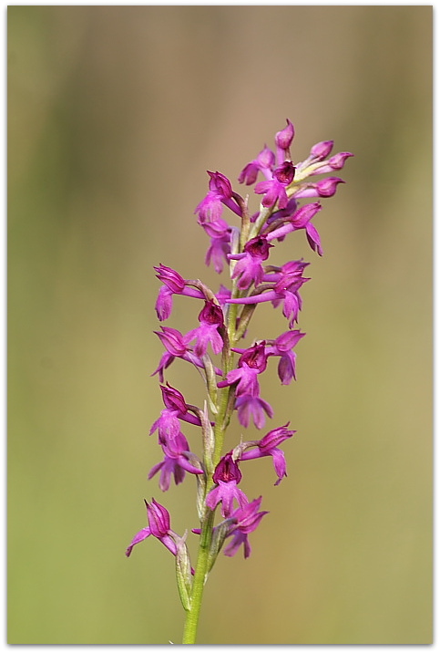 Dalle coriophora alle pyramidalis