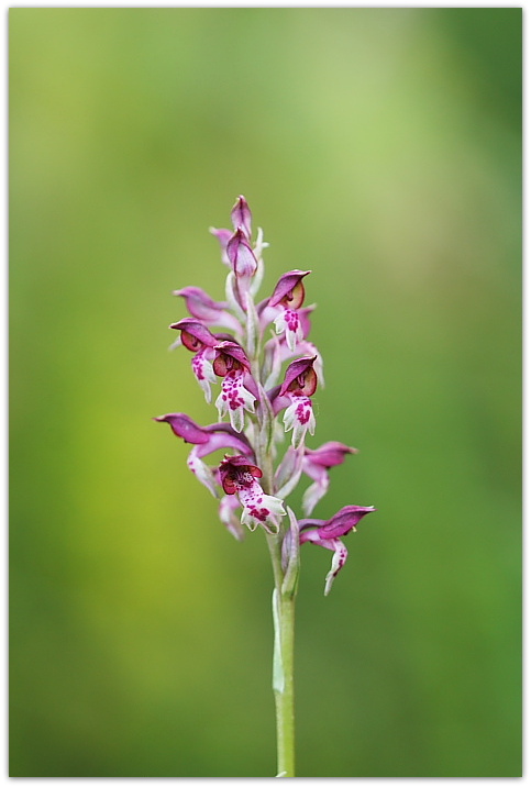 Dalle coriophora alle pyramidalis